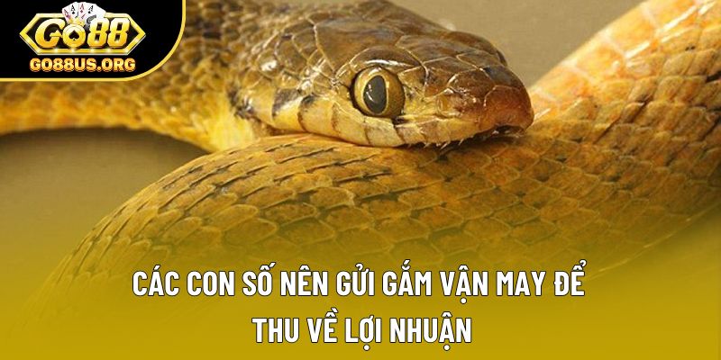Các con số nên gửi gắm vận may để thu về lợi nhuận