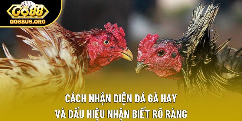 Cách nhận diện đá gà hay và dấu hiệu nhận biết rõ ràng
