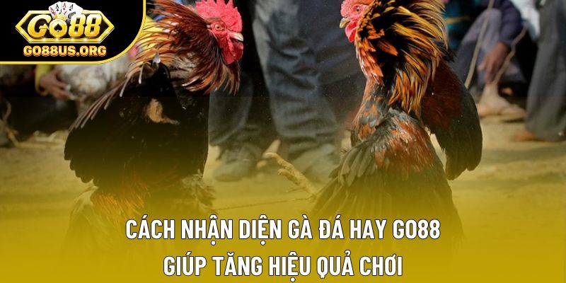 Cách Nhận Diện Gà Đá Hay GO88 Giúp Tăng Hiệu Quả Chơi