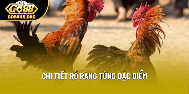 Chi tiết rõ ràng từng đặc điểm