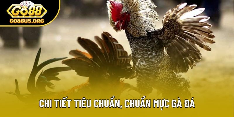 Chi tiết tiêu chuẩn, chuẩn mực gà đá