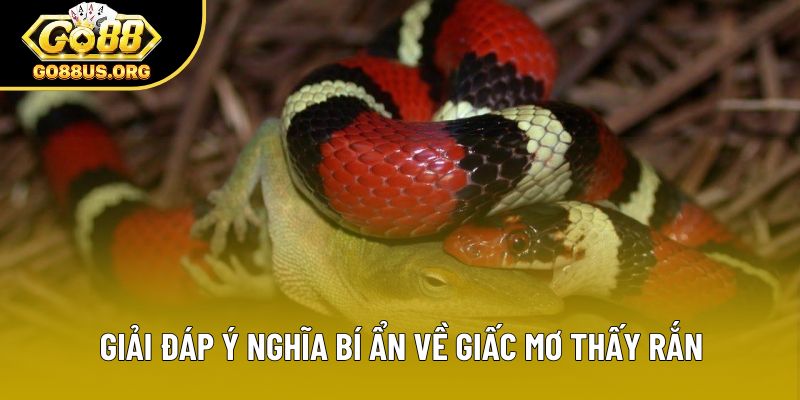 Giải đáp ý nghĩa bí ẩn về giấc mơ thấy rắn