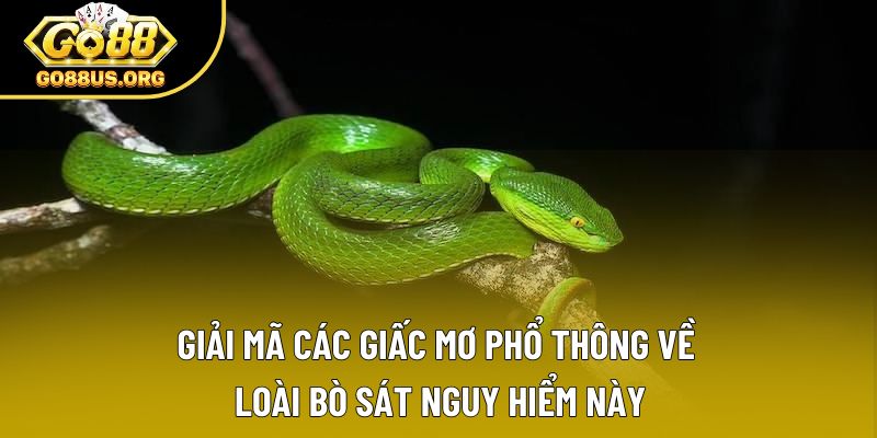 Giải mã các giấc mơ phổ thông về loài bò sát nguy hiểm này
