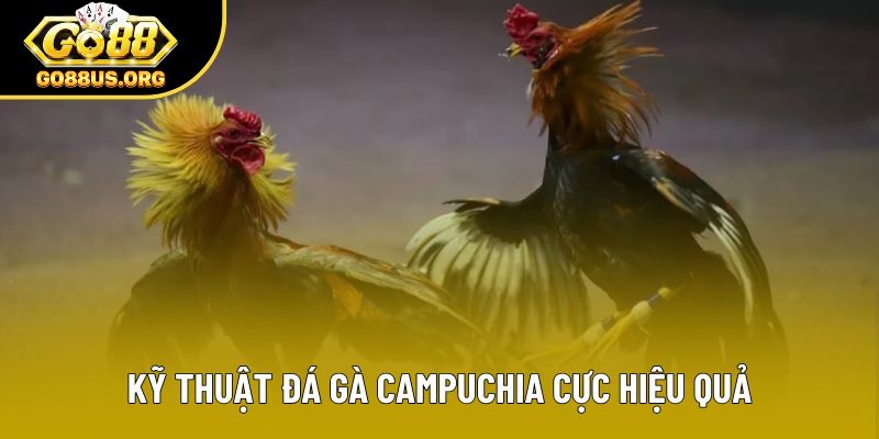 Kỹ thuật đá gà Campuchia cực hiệu quả