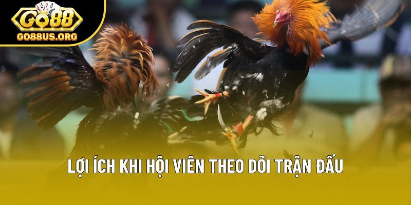 Lợi ích khi hội viên theo dõi trận đấu